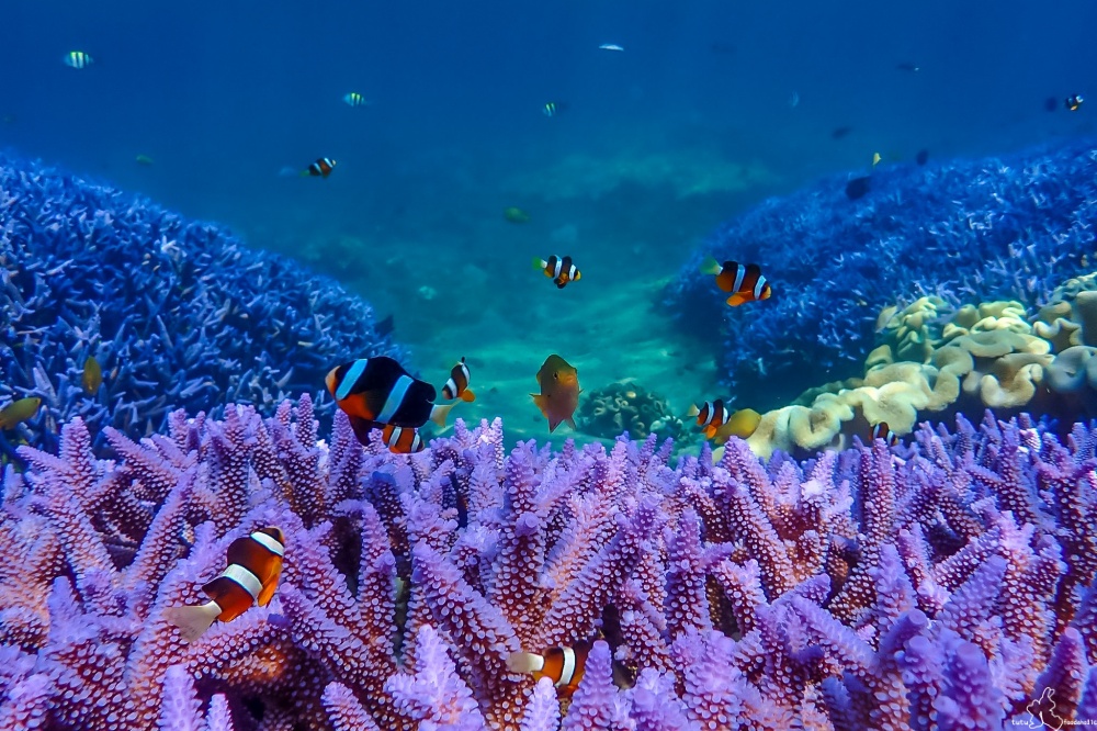 七美紫珊瑚