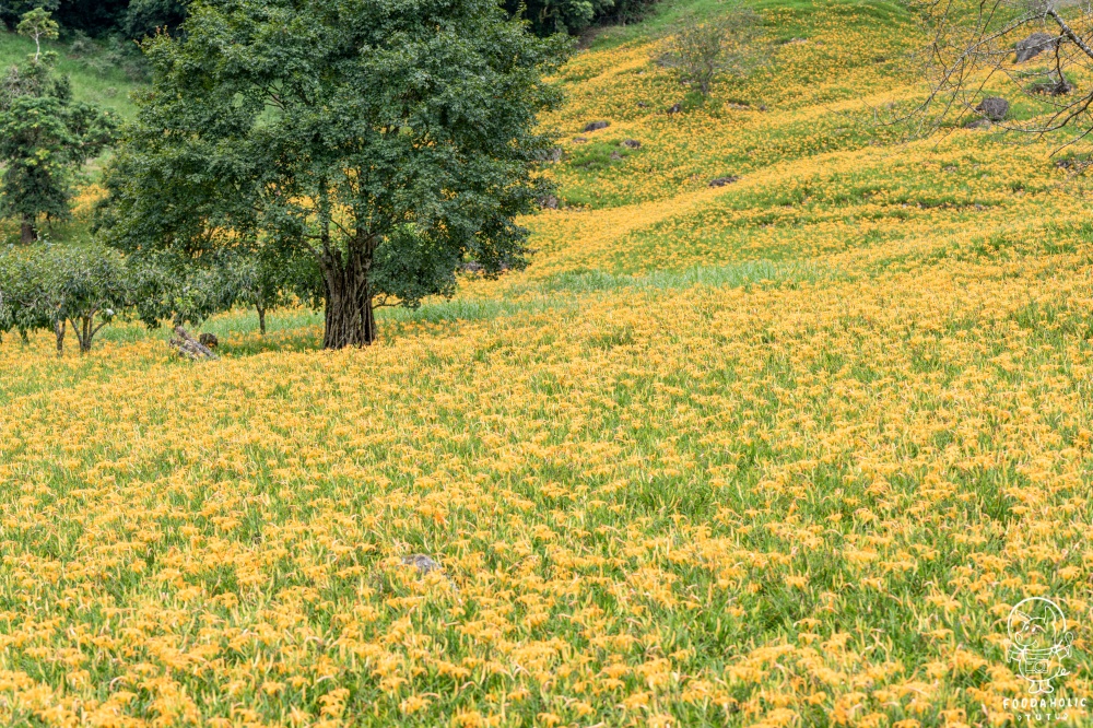 花蓮玉里赤科山景點黎明農園