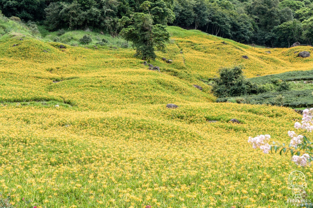 花蓮玉里赤科山景點黎明農園