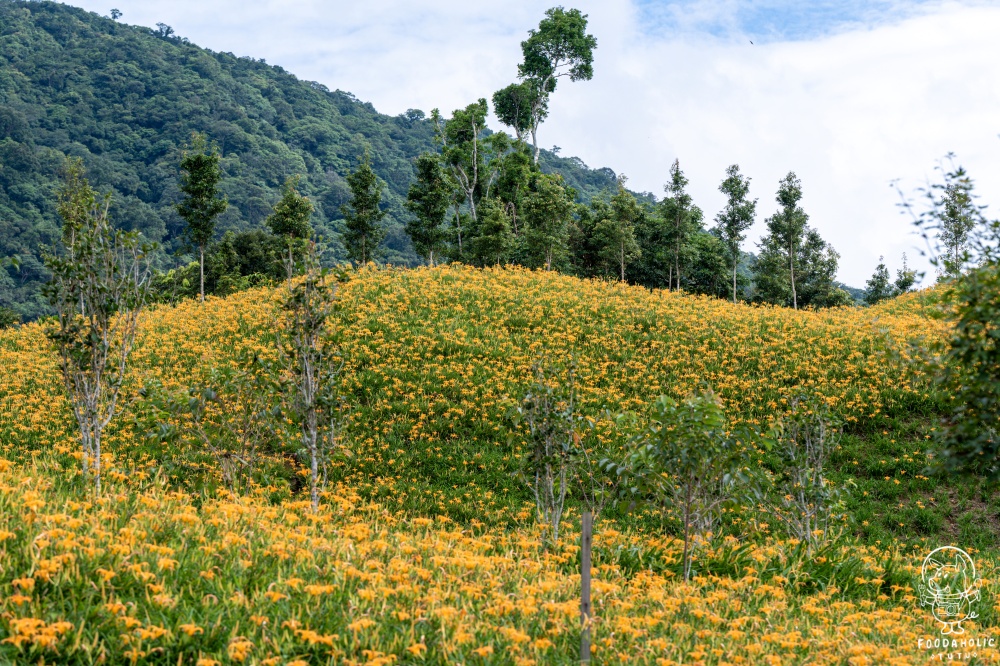 花蓮玉里赤科山景點天心茶園