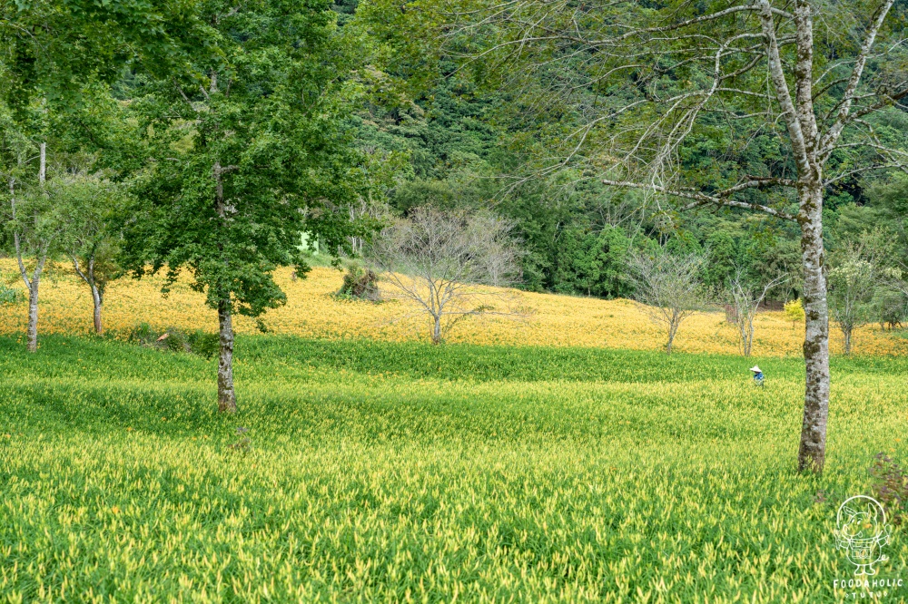 花蓮玉里赤科山景點加蜜園花況