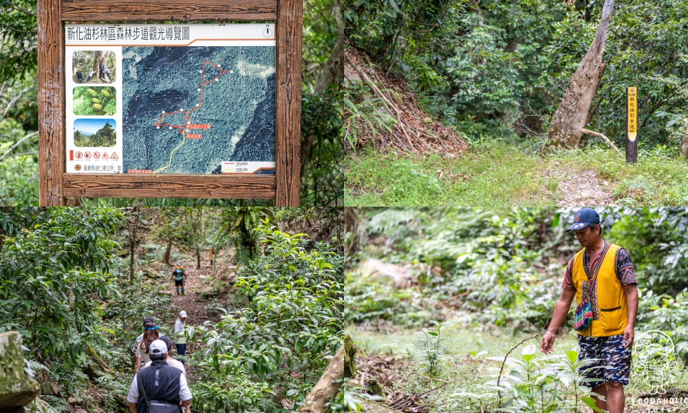 新化部落-新化油杉步道